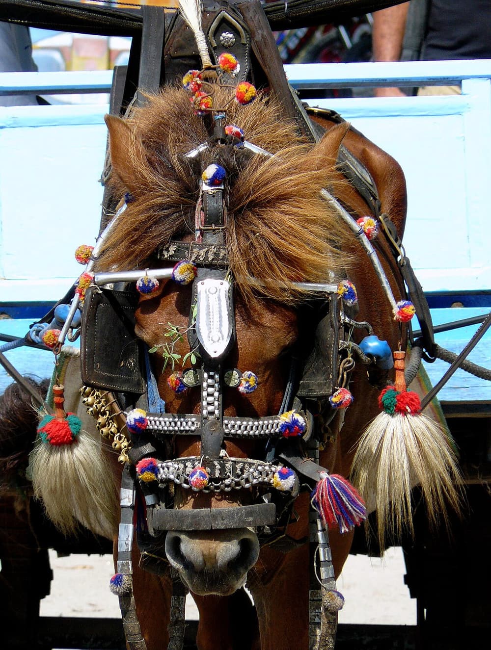 The horse carts: an honest account