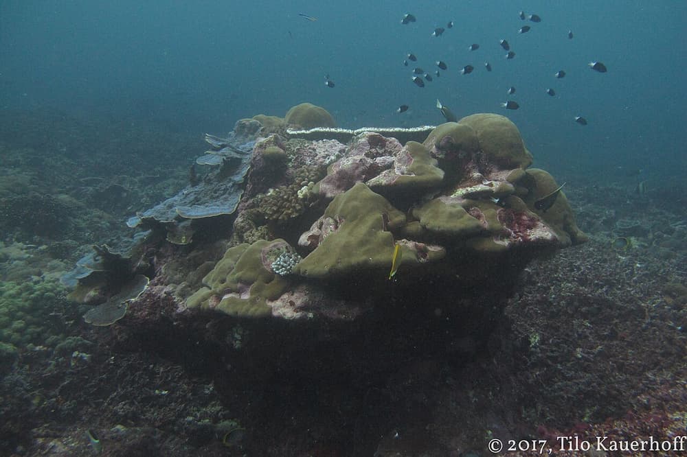 Gili Air: Try Scuba Diving with Pool Training and Ocean Dive