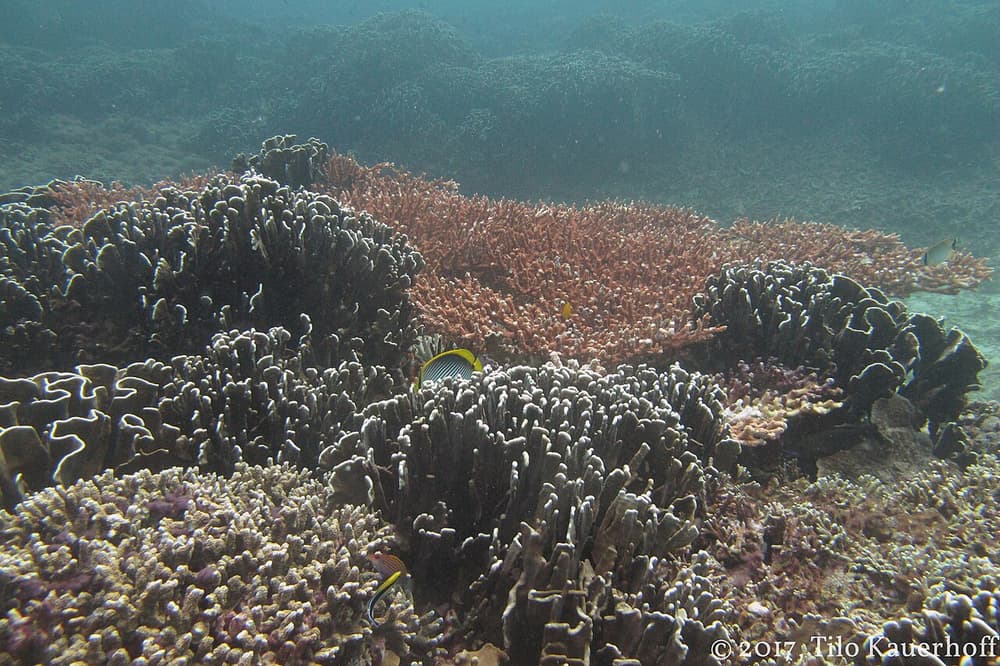Gili Air Snorkelling with Turtles & GoPro Footage