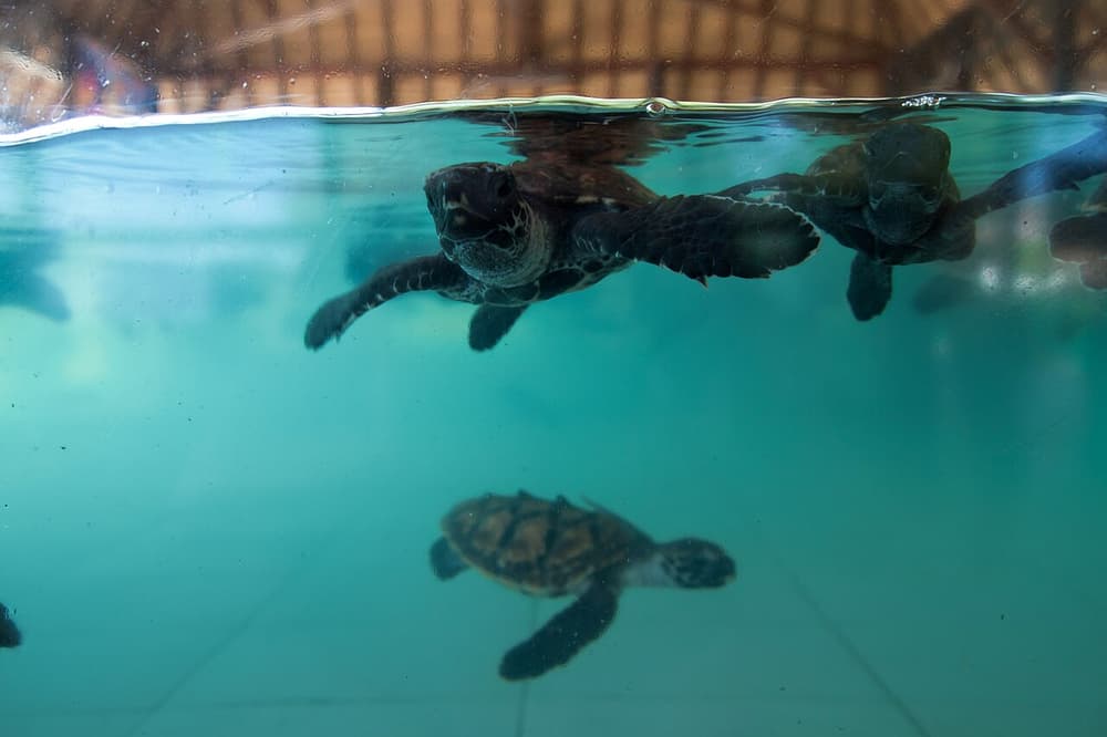 Turtles, hatchlings, Gili Trawangan (island), Indonesia
