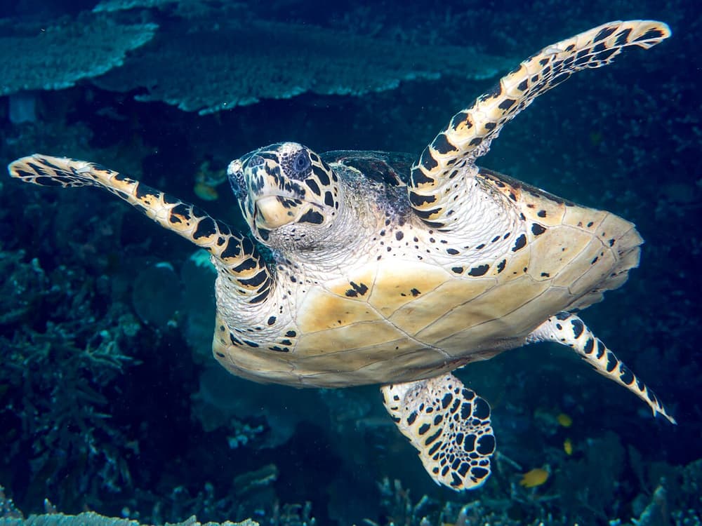 From Gili Air: Snorkelling with Turtles & Underwater Statue