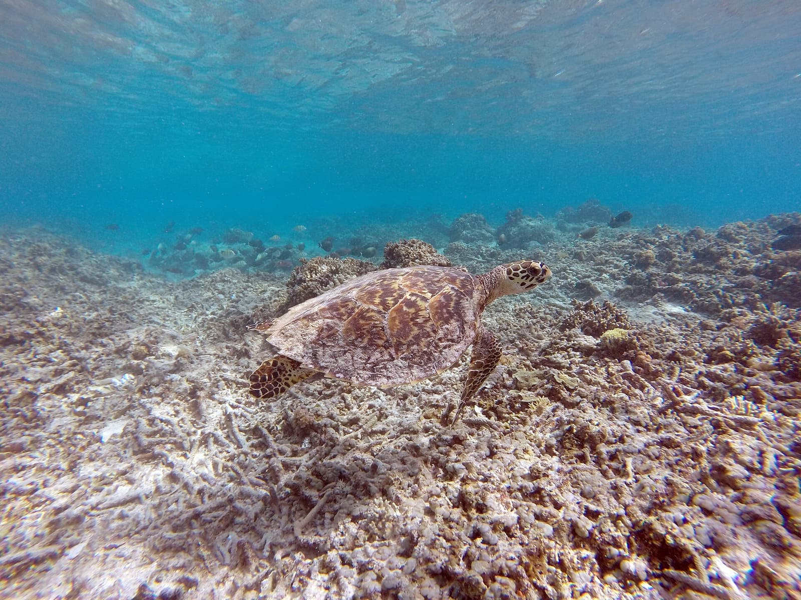Gili Islands: Private or Shared Snorkelling Boat Trip