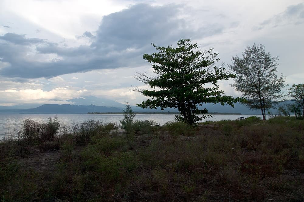 Gili Meno Island, Trees, Indonesia