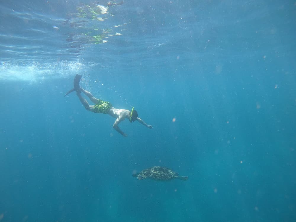 Turtles point gili meno
