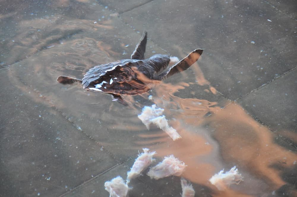 Turtle sanctuary (16975134352)